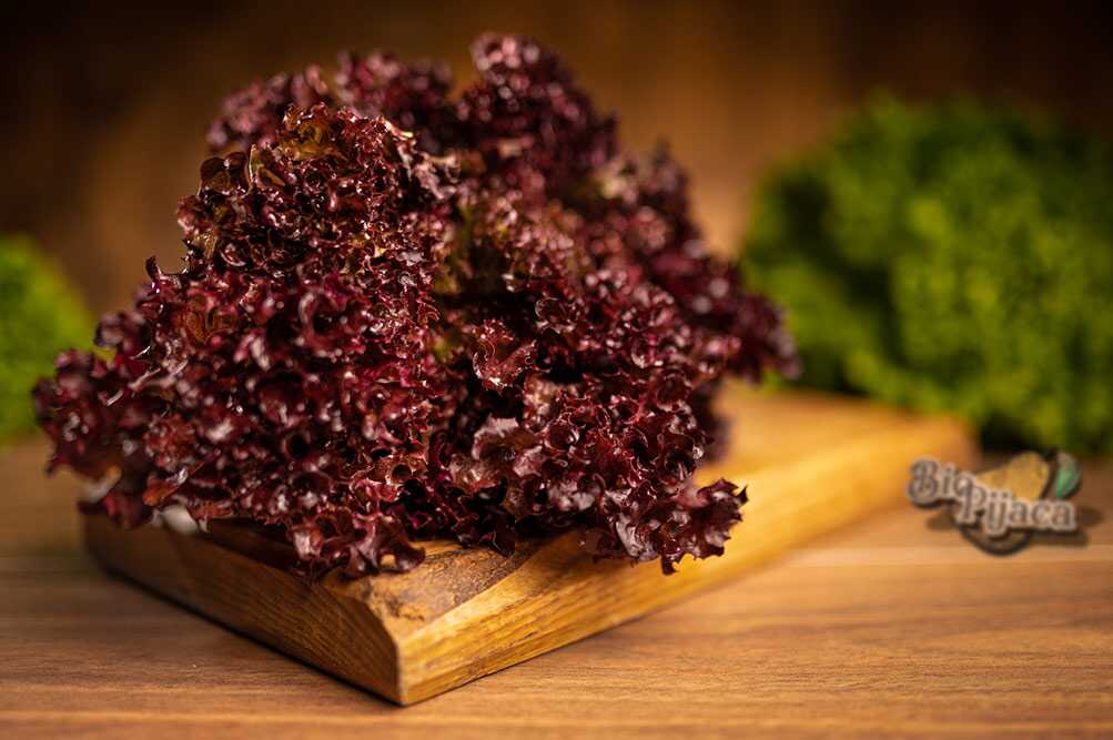 SALATA LOLO ROSO